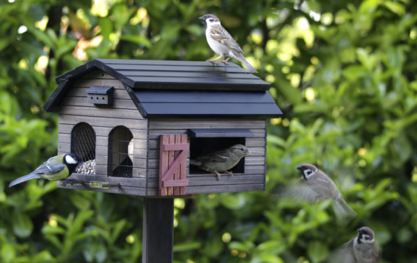karmnik w ogrodzie z ptakami wildlife garden